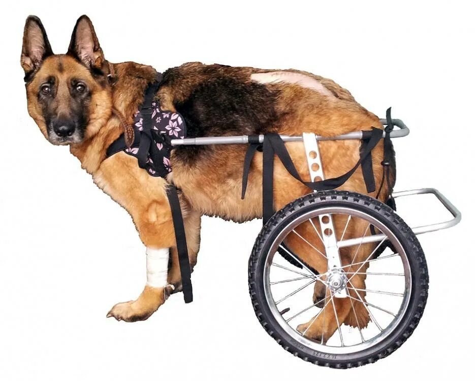 Инвалидная коляска для собак. Инвалидные коляски для собак для задних конечностей. Коляска для собак инвалидов. Инвалит ная коляска для собаки.