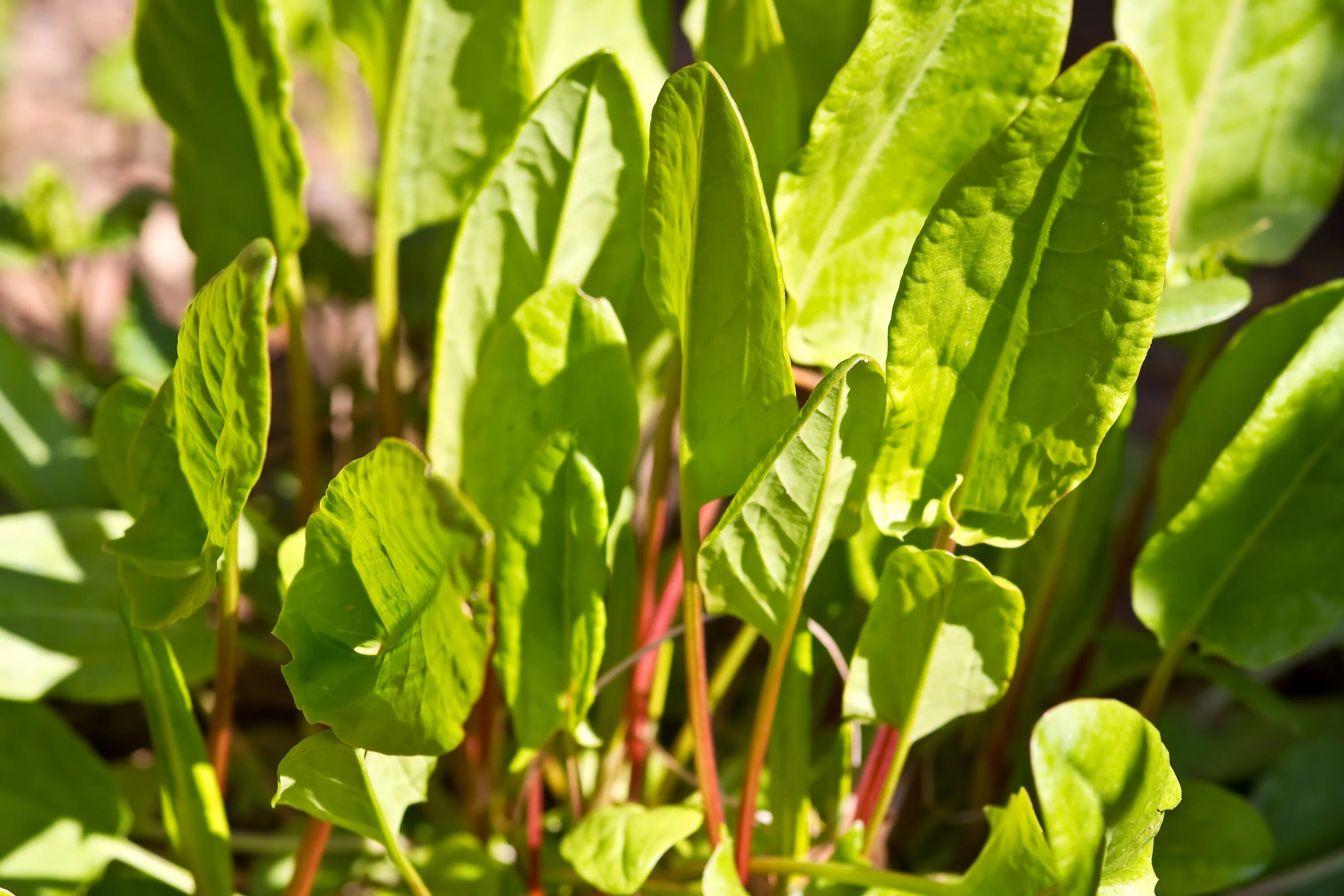 Пряные травы. Фенхель семена. Свежая зелень. Растения идут в пищу. Ревень рабарбар.
