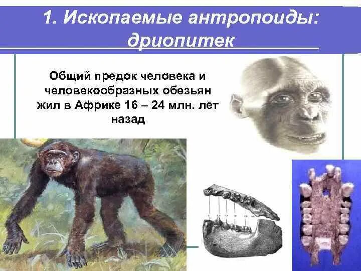 Дриопитеки общие предки. Дриопитеки Эволюция. Стадия дриопитека. Предки человека. Дриопитек предок человека и человекообразных обезьян.