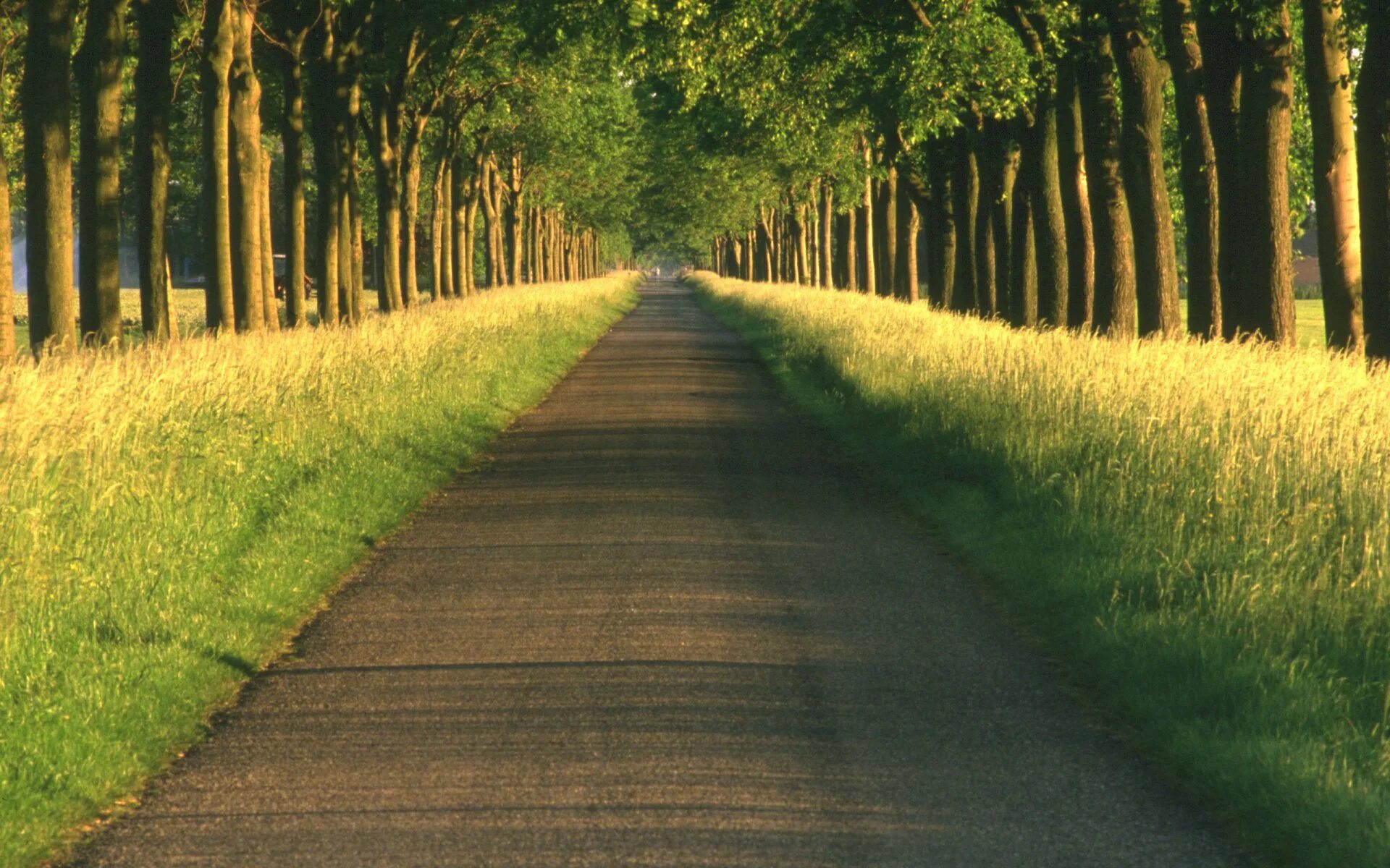 Path to image
