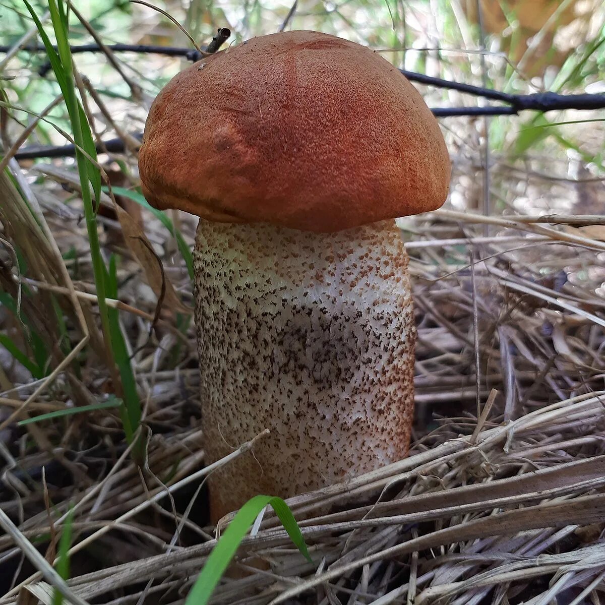 Гриб подосиновик большой. Подосиновик красноголовик. Подосиновик красный (Leccinum aurantiacum). Подасиновик Красноголовец. Гриб подосиновик гриб подосиновик.