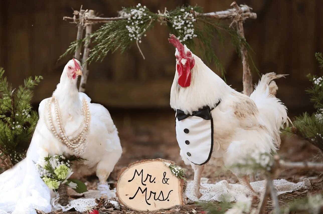 Стол петух. Куры свадьба. Курица и петух. Свадьба курицы и петуха. Курица в свадебном платье.