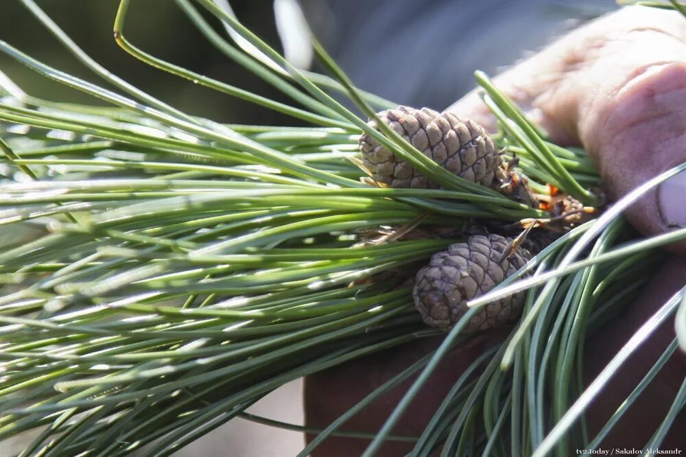 Pinus sylvestris шишки. пихта гималайская. шишка на дереве. елка с шишками растущими вверх. шишки голосеменных растений.