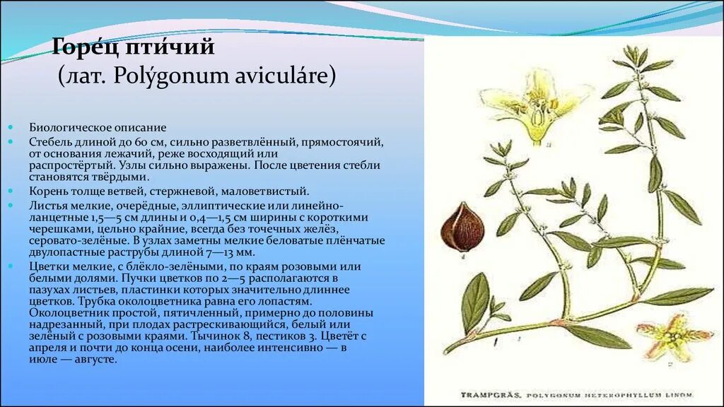 Джеймсбритения описание. Горец птичий (Polygonum aviculare). Горец птичий бальзамин. Птичья гречишка описание. Горец птичий ботаника.