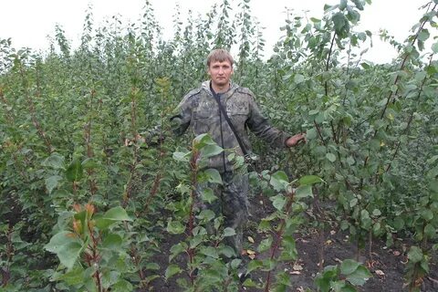 Саженцы тамбов