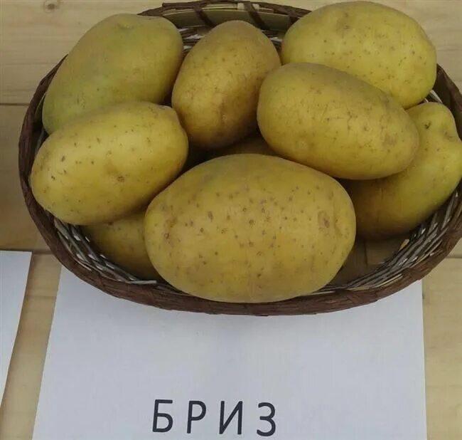 Купить Картофель семенной элита, сорт Бриз семенной от поставщика: цена, характе
