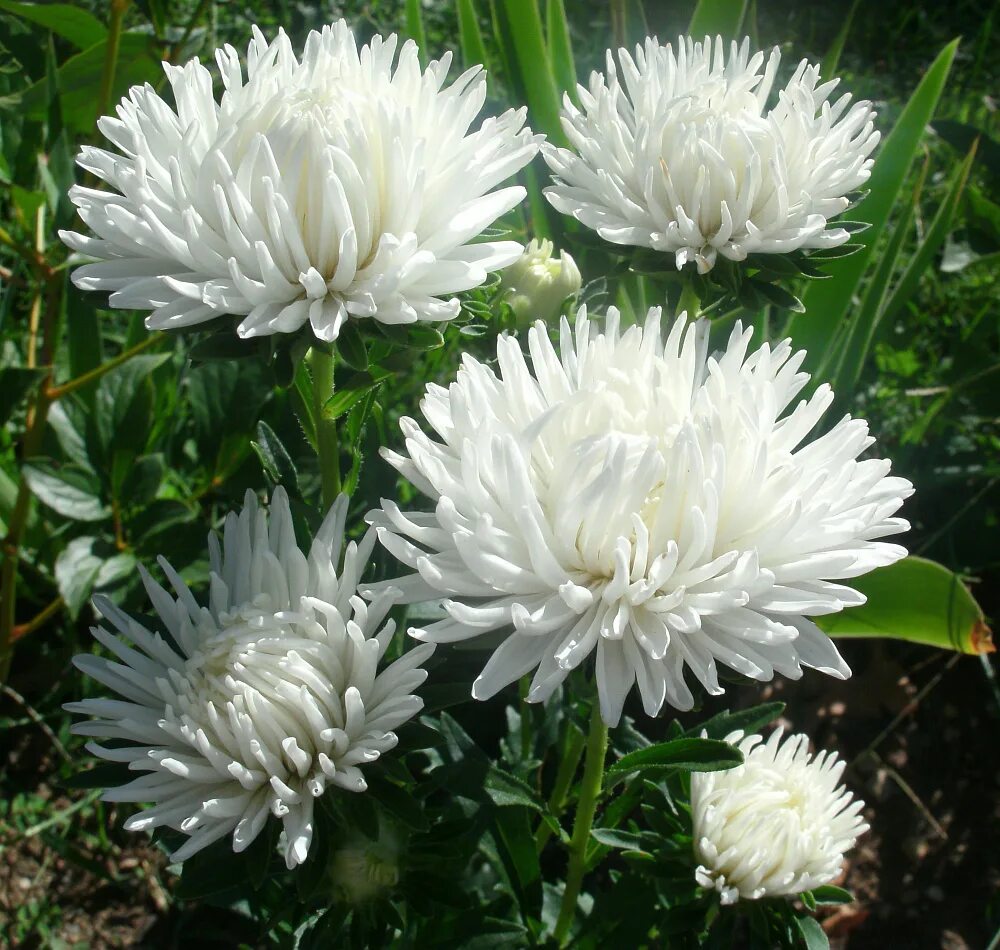 Pin on flowers Wonderful flowers, Beautiful flowers, Beautiful flowers pictures