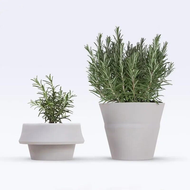 Комнатные цветы на подоконнике. To be a potted plant. Мирт куст. Горшечные растения. Potted plants.