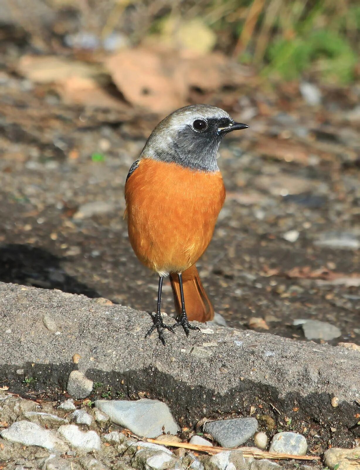 Обыкновенная горихвостка (Phoenicurus Phoenicurus). Зарянка горихвостка. Птичку Сибирская горихвостка. Сибирская горихвостка Дальний Восток. Птица с оранжевым брюшком