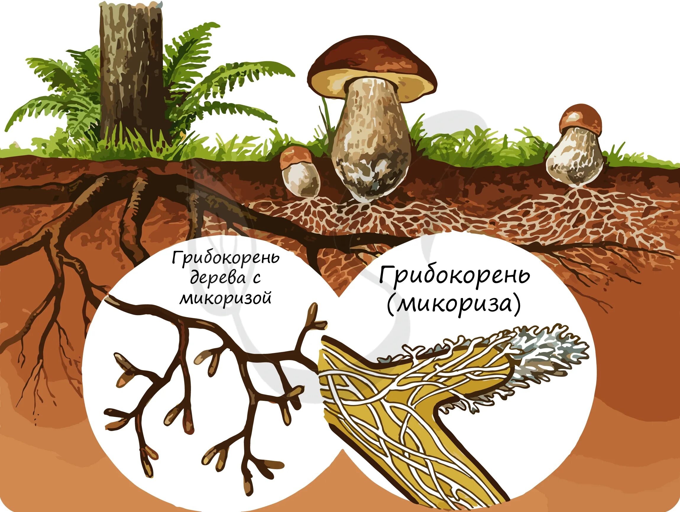 Строение гриба микориза. Микориза у шляпочных грибов. Что такое микориза у грибов. Микориза грибокорень.