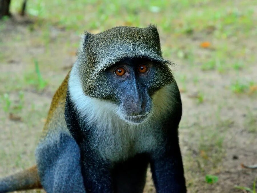 голубая обезьяна. маньяра голубая обезьяна. голубая обезьяна. обезьяны с синей мордочкой. африканские обезьяны.