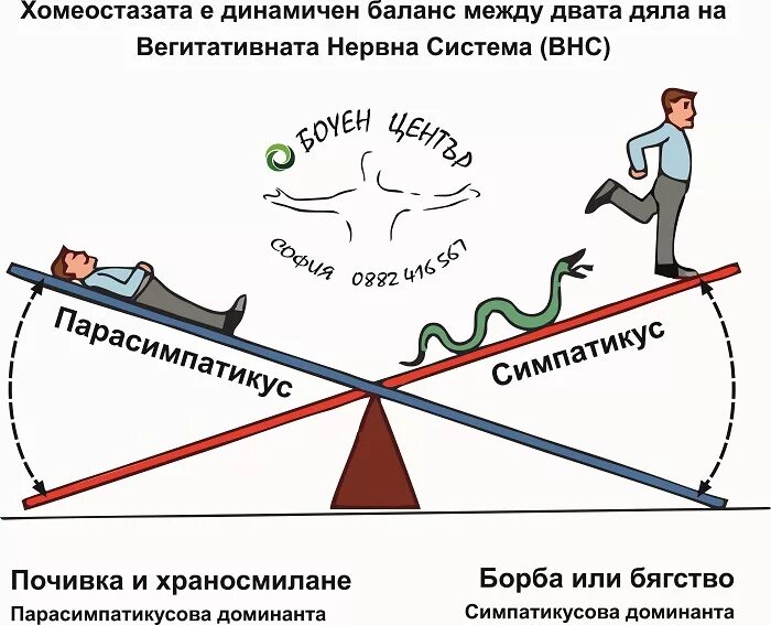 Реакция парасимпатической системы на стресс. Стадии стресса. Беги стресс реакция замри