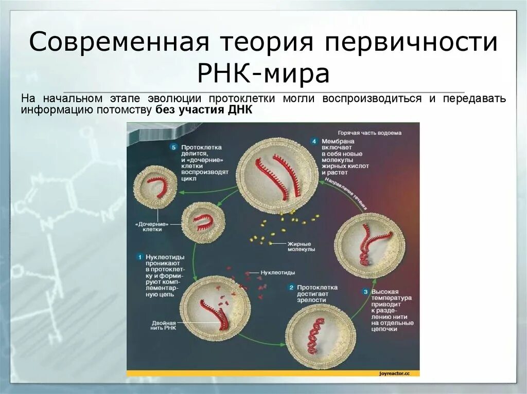 Мир РНК теория происхождения жизни. Гипотеза РНК происхождение жизни.