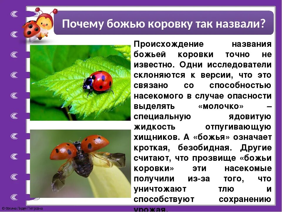 Как назвать коровку. Божья коровка описание насекомого. Почему назвали Божья коровка. Божья коровка почему так называется. Название бодъей короаки.