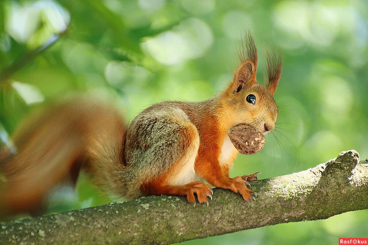 остов белка. где находится белочка. белок (sciurus vulgaris) алтайский заповедник. где находится белочка. белочка.