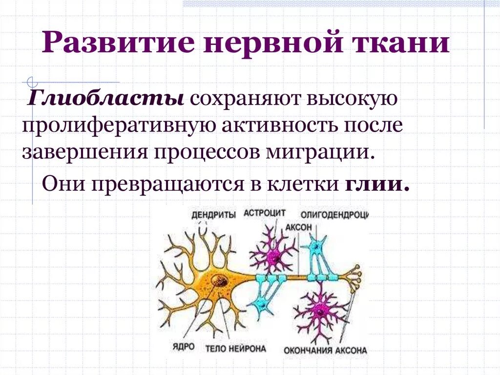 Нервная ткань. Клетки нервной ткани. Структурные элементы нервной ткани. Функции нейроглии в нервной ткани.