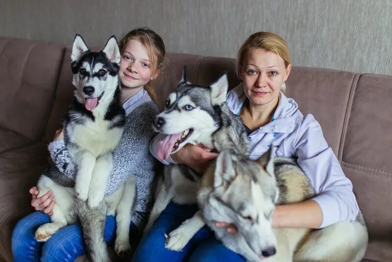 Содержание хаски. Хаски в частном доме. хаски в квартире. хаски летом в квартире. хаски в однокомнатной квартире.