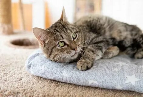 Котику 8 лет