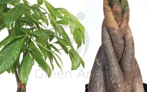 Money tree plant