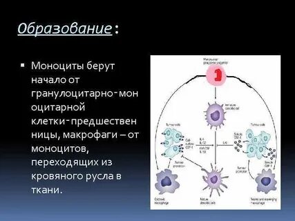 Плазмоциты макрофаги
