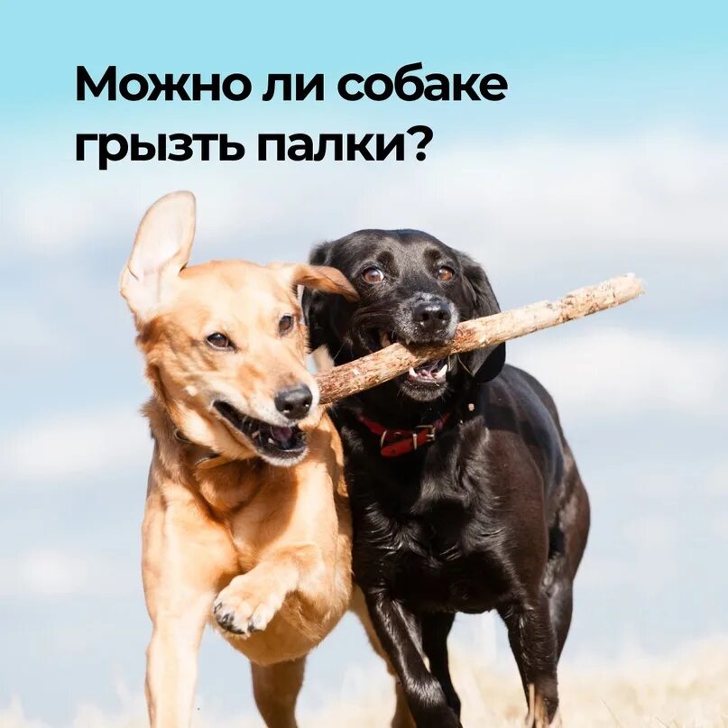 Как отучить собаку чаевничать. Собака грызет палку. Собака грызет палку. Вес лабрадора. Можно собаке грызть палки.