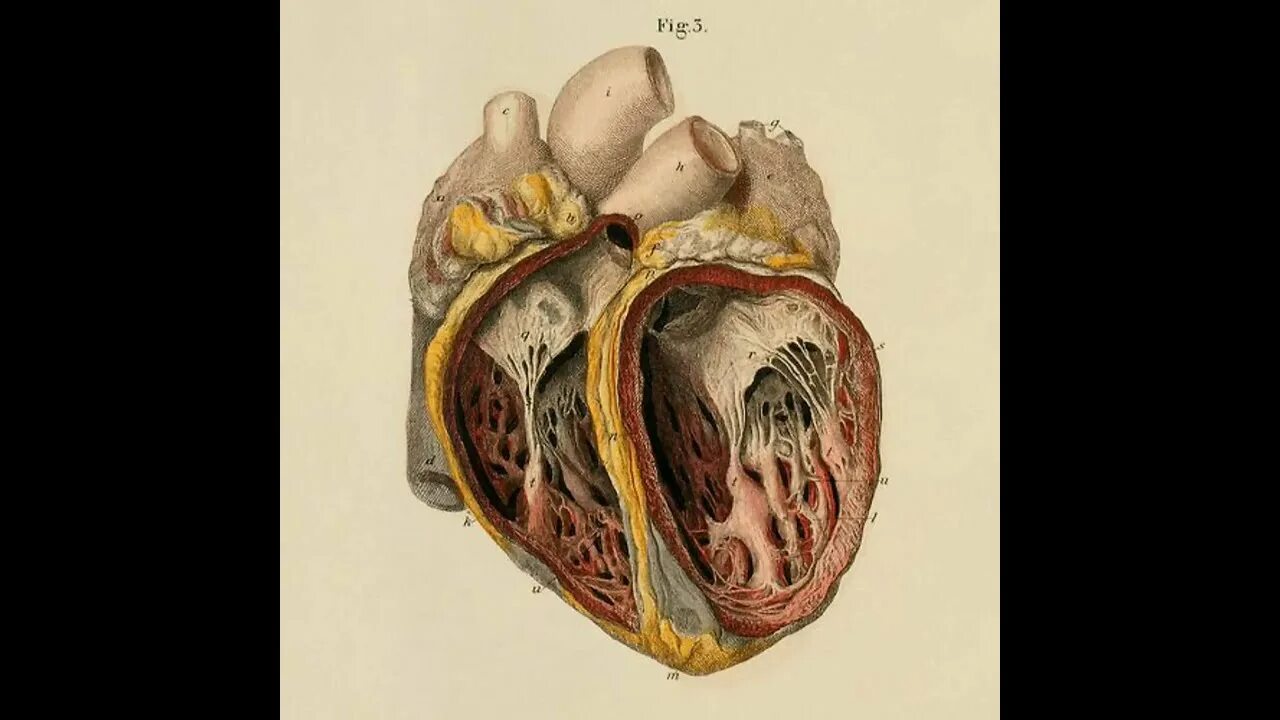 Espectacular reconstrucción 3D del corazón Science teacher resources, Heart art,