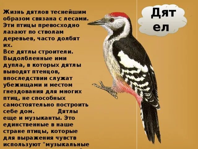 Сколько живут дятлы. Образ жизни дятла. Идиоадаптации дятла. Образ жизни дятлообразных.