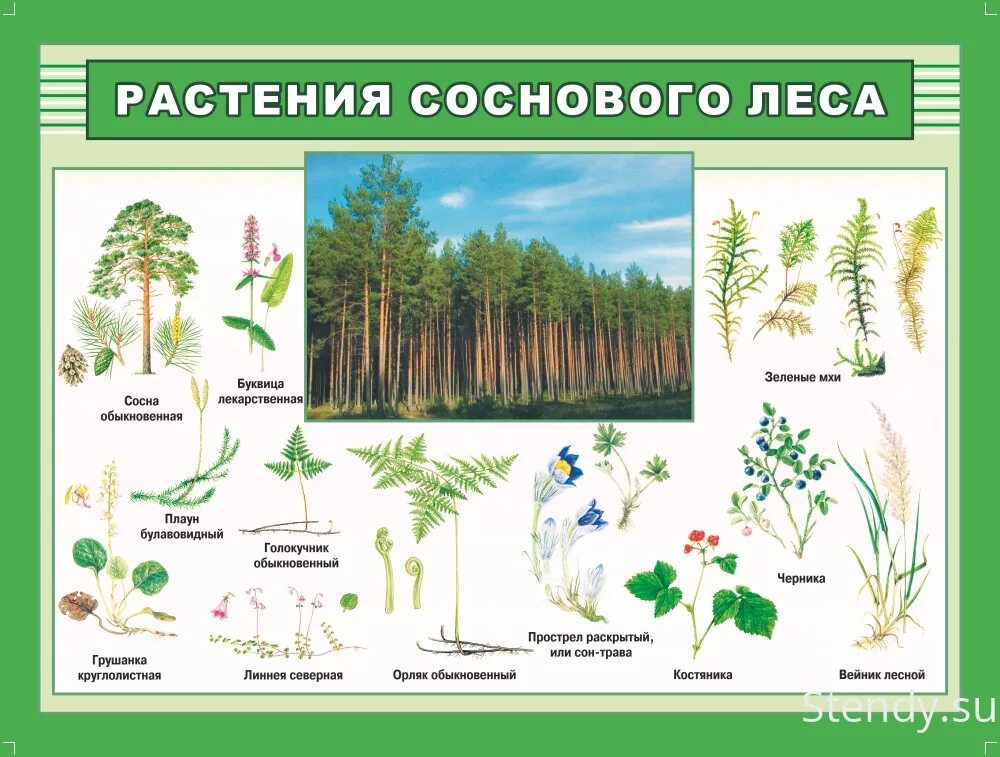 Контрольная работа по теме растительные сообщества. Лесные растения названия. Лесные травянистые растения. Растения соснового леса. Название растительности в лесу.