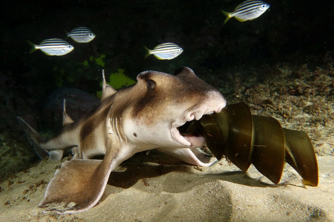 Акулы живородящие или нет. Heterodontus portusjacksoni. Австралийская бычья акула. Австралийская бычья акула (акула порт-Джексон). Австралийская бычья акула яйца.