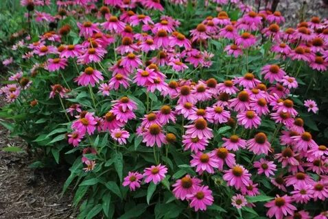 See plant