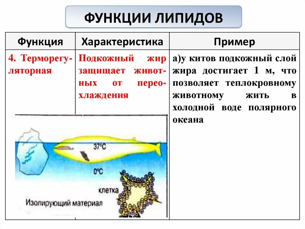 Китообразные подкожный жир. Слой жира у китообразных.