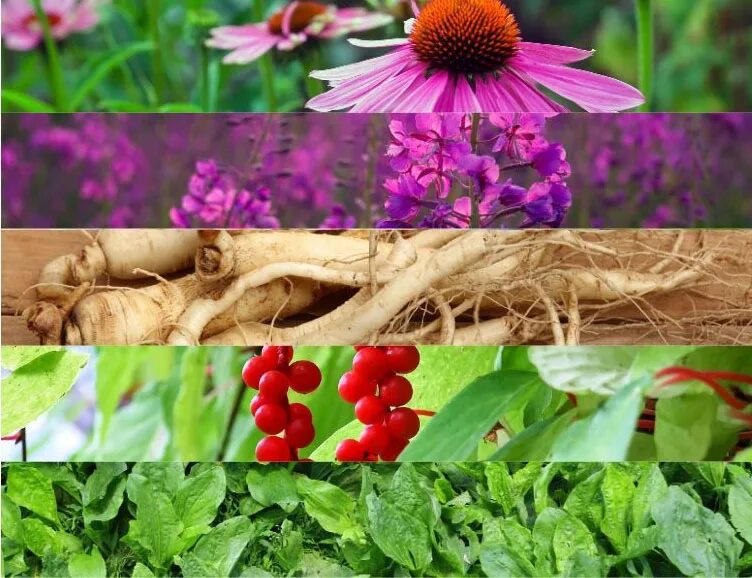 Влияние комнатных растений на человека. Влияние комнатных растений на здоровье человека проект 10 класс. Комнатные цветы это воздух. Травы для повышения иммунитета. Травы для понижения кислотности.