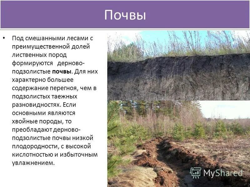 Какая почва в смешанных и широколиственных. Какая почва в смешанных и широколиственных