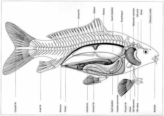Fish Internal Anatomy Coloring Biologie, Anatomie, Arbeitsblätter