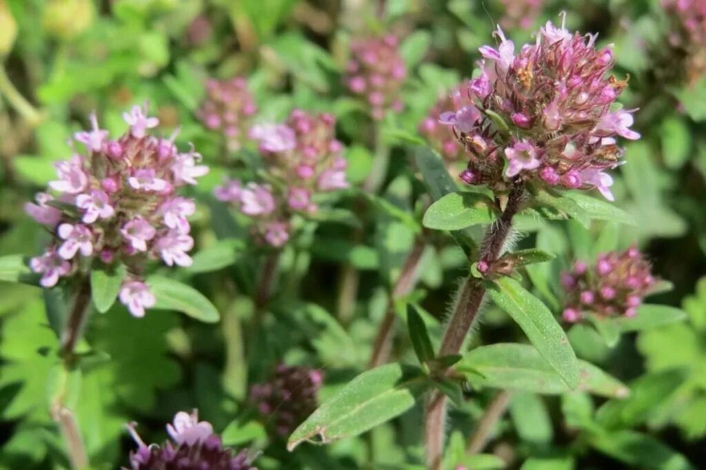 Тимьян ползучий. Тимьян (чабрец) ползучий (thymus serpyllum). Чабрец (тимьян). Тимьян ползучий фиолетовый. Чабрец полевой.