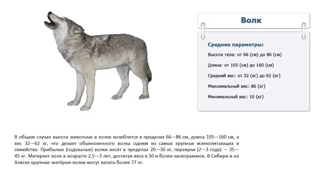 Рост волка в холке. Волк рост в холке вес. Полярный волк рост в холке. Сибирский волк рост в холке.