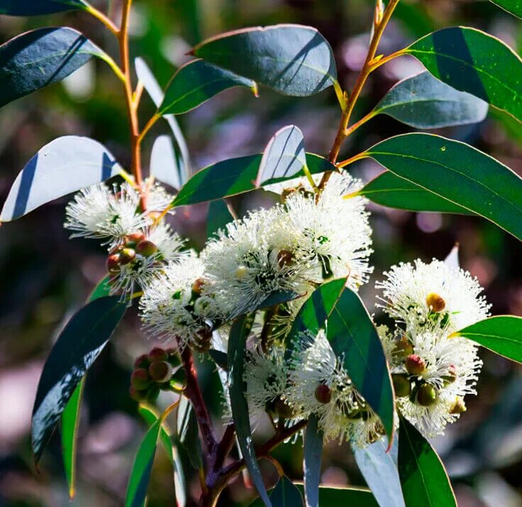 Австралийский эвкалипт. Эвкалипт прутовидный листья. Эвкалипт миндалелистный. Эвкалипт кустарник. Листья эвкалипта прутовидного.