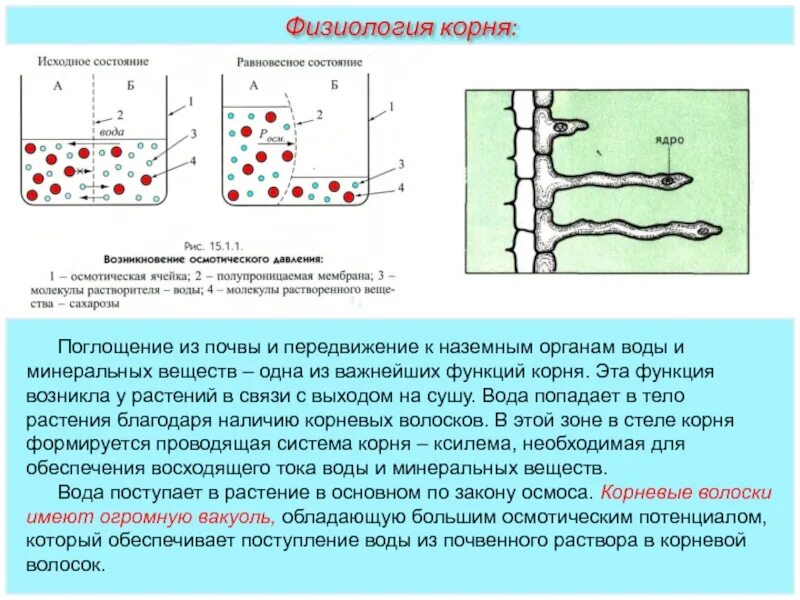 Выполняют функцию поглощения воды. Поглощение корнями воды и Минеральных веществ. Механизм поглощения воды корнями растений. Поступление воды в корневые волоски. Механизмы поступления воды в растение.