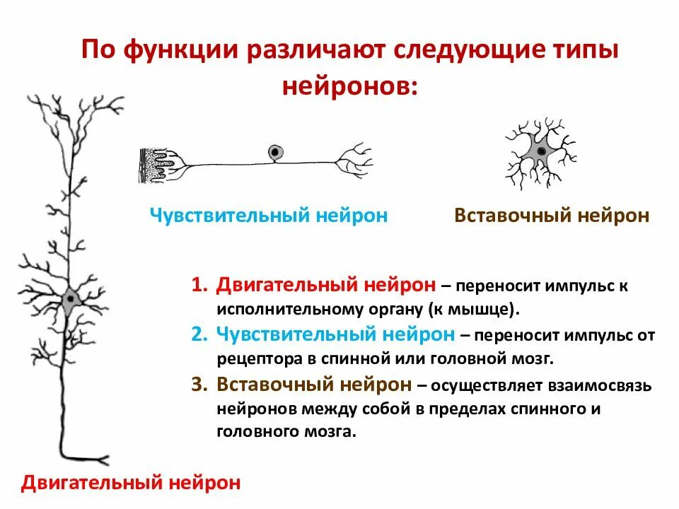 Тип нейрона 1)  двигательный 2)  вставочный. Тип нейрона двигательный вставочный. Вставочный Нейрон функции и расположение. Нейроны классификация чувствительные.