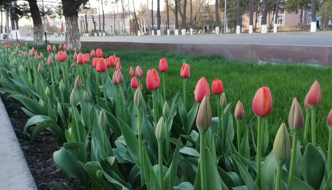 Фото с тюльпанами на улице. День города тюльпан 24 санкт петербург. Песня в парках городских тюльпаны. Праздник тюльпанов. А в парках городских тюльпаны расцвели.