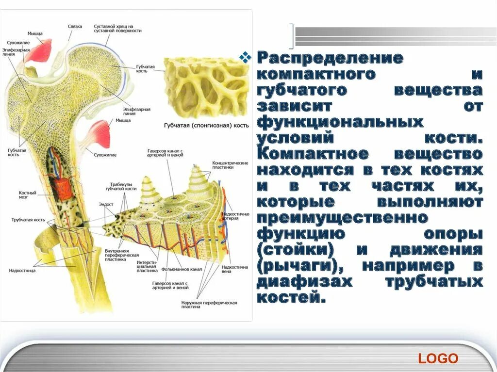 Компактное вещество находится