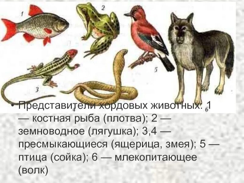 Тип хордовые. Кто такие хордовые животные. Тип хордовые подтип бесчерепные класс головохордовые таблица. Кто такие хордовые животные. Хордовые представители.