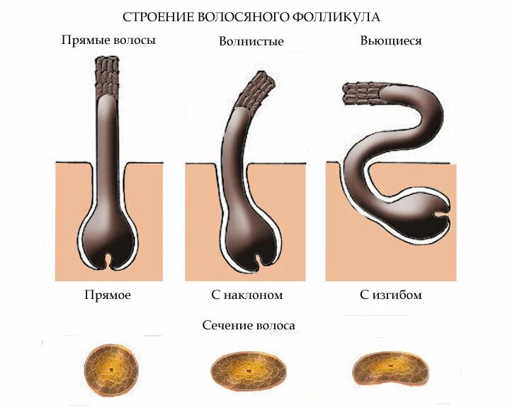 Почему волосы становятся кудрявыми. Строение и расположение волосяного фолликула. Типы волосяных фолликул. Строение фолликула волоса. Строение волоса фолликул луковица.