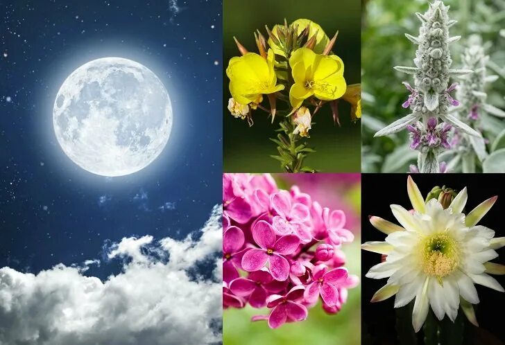 Почему цветочной луны. Ночной цветок Луноцвет. Мунлайт цветок. Цветы в лунном свете. Луна и цветы.