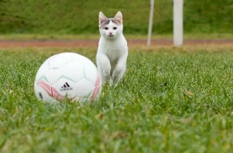 Коте футболист