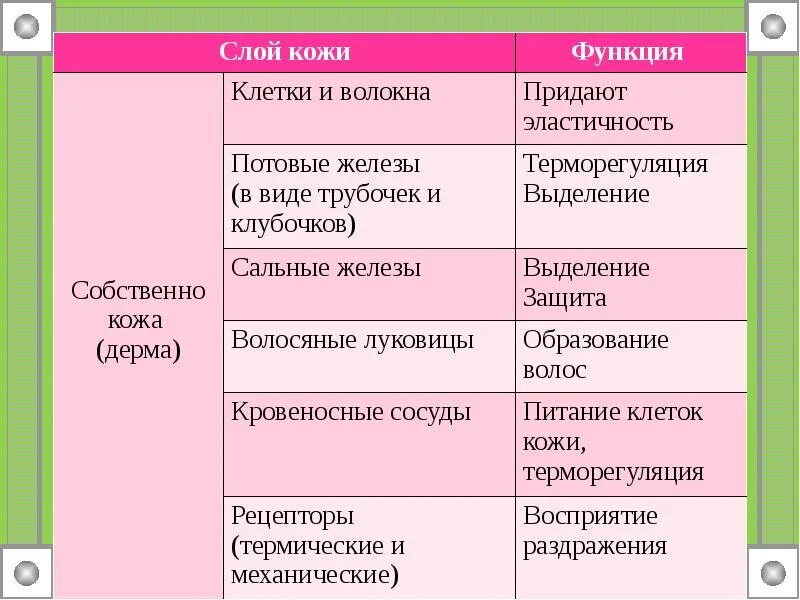 Урок строение и функции кожи 8 класс. Строение кожи слои кожи строение функции таблица. дерма кожи строение функции. таблица слой кожи особенности строения функции. строение и функции кожи таблица.