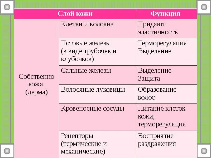 Функции кожи 9 класс биология. Строение кожи таблица слои кожи строение и функции. Дерма кожи строение функции. Таблица слой кожи особенности строения функции. Слой кожи строение функции.