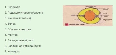 Подскорлуповая оболочка строение