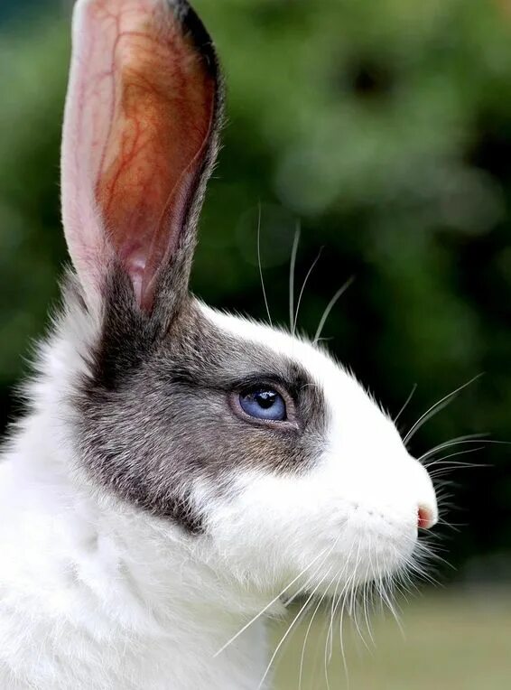 31 Night Animals With Glowing Eyes: Red, Yellow etc. (with images) Creepy eyes, 