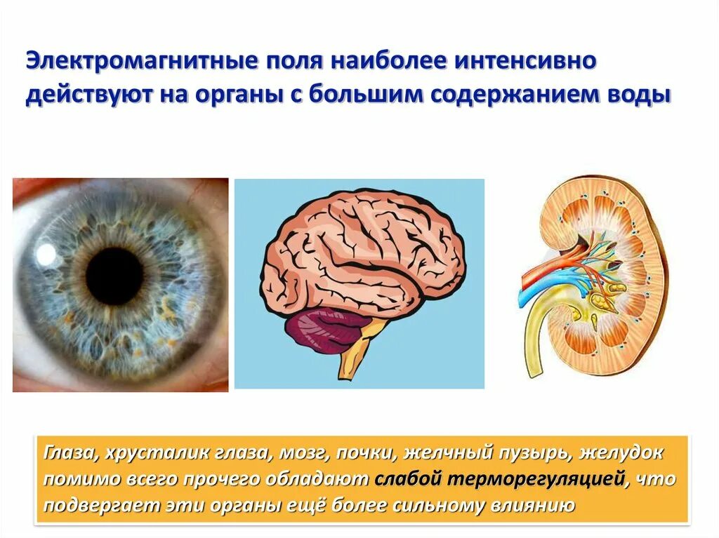 Электромагнитное поле живого организма. Электромагнитных излучений на живые организмы. Электромагнитное излучение на человека. Воздействие электромагнитных полей на человека. Воздействие Эми на организм человека.